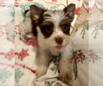 Small Photo #3 Mutt Puppy For Sale in Boca Raton, FL, USA