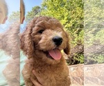 Puppy Annie Poodle (Standard)