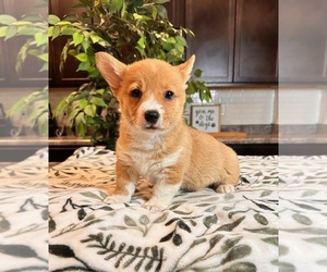 Pembroke Welsh Corgi Puppy for sale in INDIANAPOLIS, IN, USA