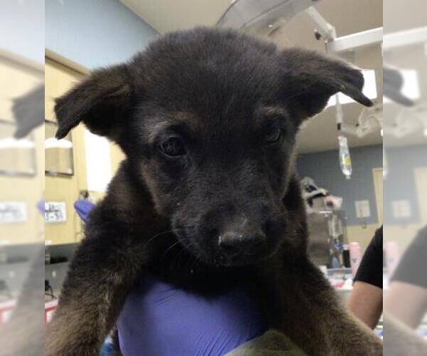 Medium Photo #1 German Shepherd Dog Puppy For Sale in Riverside, CA, USA