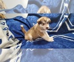 Small Photo #37 Alaskan Malamute Puppy For Sale in ERIAL, NJ, USA