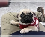 Small Photo #2 Pug Puppy For Sale in LITTLE FALLS, NJ, USA
