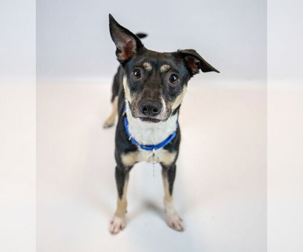 Medium Photo #7 Minnie Jack Puppy For Sale in Kennesaw, GA, USA