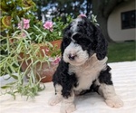 Small #1 Miniature Bernedoodle
