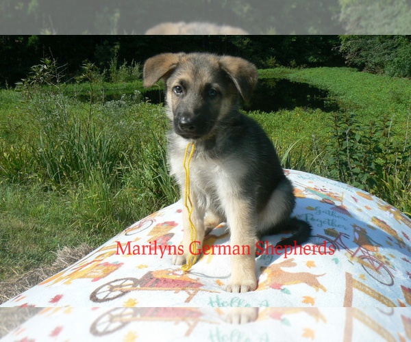 Medium Photo #5 German Shepherd Dog Puppy For Sale in PIEDMONT, MO, USA
