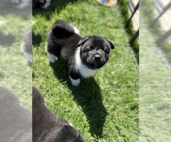 Medium Photo #8 Akita Puppy For Sale in DIXON, CA, USA