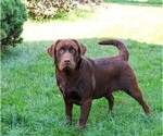 Small Photo #1 Labrador Retriever Puppy For Sale in SYRACUSE, IN, USA