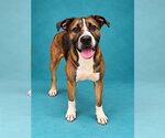 RAINIER - Male Mastiff-Unknown Mix Dog for Adoption - Small photo