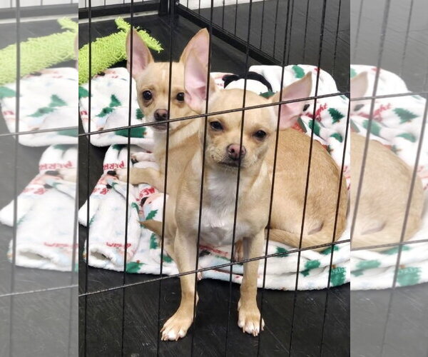 Medium Photo #2 Chiranian Puppy For Sale in Pottstown, PA, USA