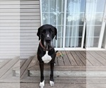 Small Photo #1 Great Dane-Sheepadoodle Mix Puppy For Sale in EGG HARBOR CITY, NJ, USA