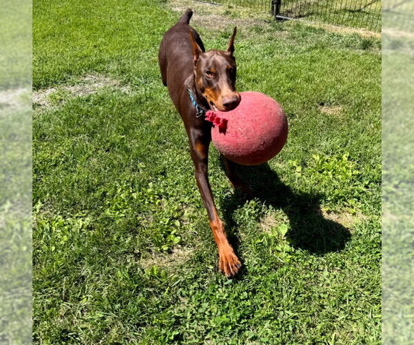 Medium Photo #12 Doberman Pinscher Puppy For Sale in Buffalo, MN, USA