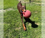 Small #11 Doberman Pinscher