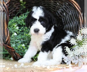 Cavapoo Puppy for sale in JONES, MI, USA