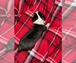Small Photo #2 Boston Terrier Puppy For Sale in SUMMERVILLE, SC, USA