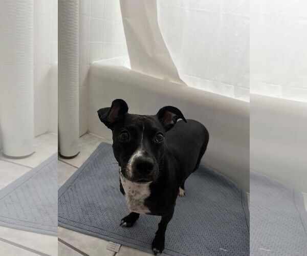 Medium Photo #11 Chihuahua-Unknown Mix Puppy For Sale in Boonton, NJ, USA