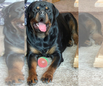 Small Photo #28 Rottweiler Puppy For Sale in AURORA, CO, USA