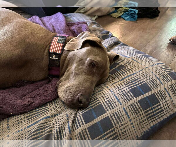 Medium Photo #4 Great Dane Puppy For Sale in Bullard, TX, USA