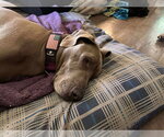 Small #3 Great Dane