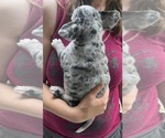Small Photo #21 French Bullhuahua Puppy For Sale in SPRAGGS, PA, USA