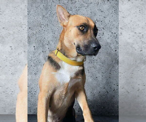 Medium Photo #3 German Shepherd Dog-Unknown Mix Puppy For Sale in Alexander, AR, USA