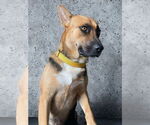 Small #2 German Shepherd Dog Mix