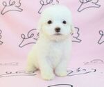 Small Photo #20 Maltipoo Puppy For Sale in LAS VEGAS, NV, USA