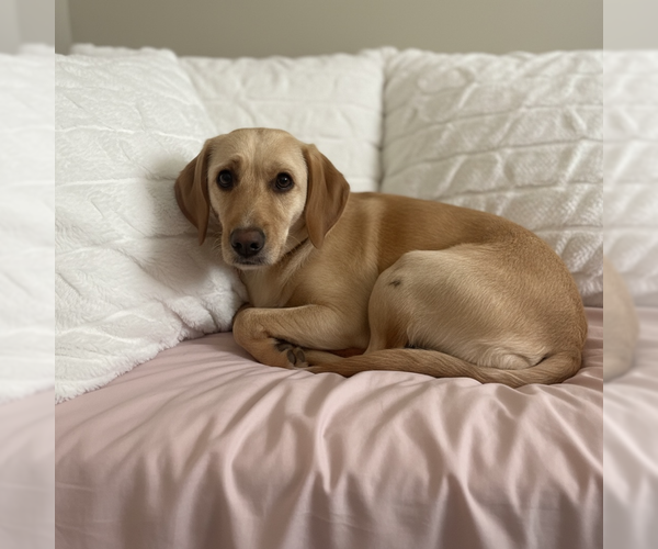 Medium Photo #2 Labrador Retriever-Unknown Mix Puppy For Sale in MIDWAY, UT, USA
