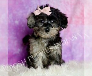 Medium Morkie