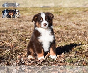 Australian Shepherd Puppy for sale in EASTON, MO, USA