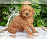 Puppy Oscar Goldendoodle (Miniature)