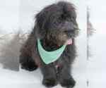 Small #2 Shih-Poo