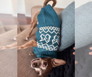 Chihuahua Dogs for adoption in San Diego, CA, USA