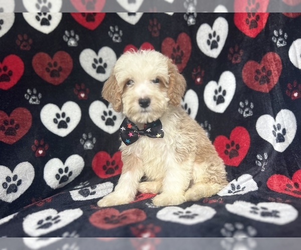Medium Photo #1 Cockapoo Puppy For Sale in LAKELAND, FL, USA