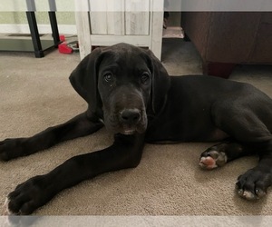 Great Dane Puppy for sale in HARDINSBURG, IN, USA
