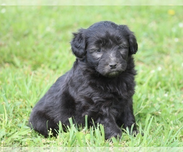 Medium Photo #4 Aussiedoodle Miniature  Puppy For Sale in MEHERRIN, VA, USA
