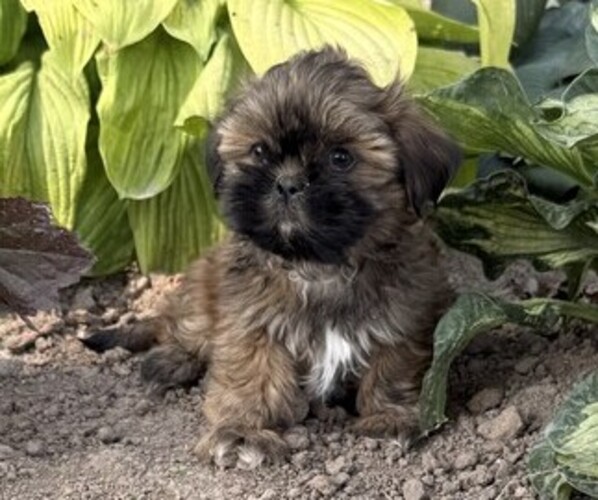 Medium Photo #3 Shih Tzu Puppy For Sale in THORP, WI, USA