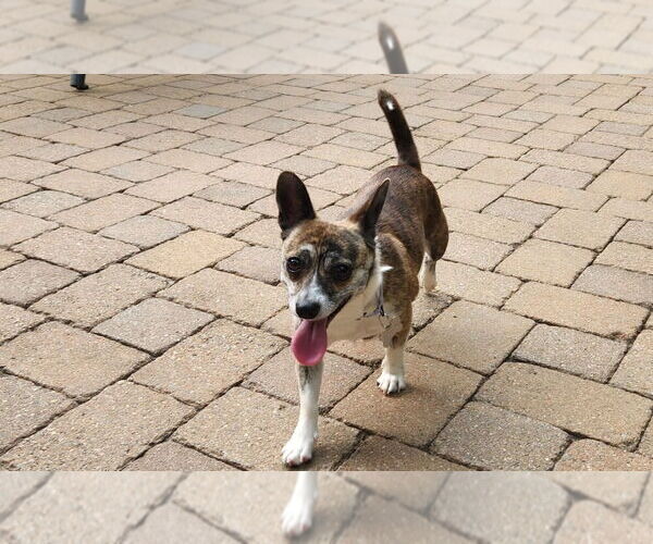 Medium Photo #3 Mutt Puppy For Sale in Mooresville, NC, USA