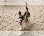 Small #2 Mutt
