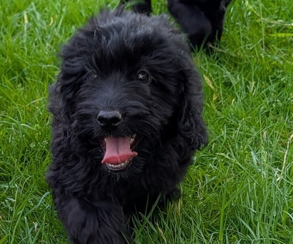 Medium Photo #1 Boykin Spaniel-Goldendoodle Mix Puppy For Sale in MORGANTON, NC, USA