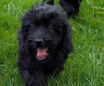 Puppy TRUFFLE Boykin Spaniel-Goldendoodle Mix