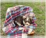 Small Photo #5 Schnauzer (Miniature) Puppy For Sale in NIANGUA, MO, USA