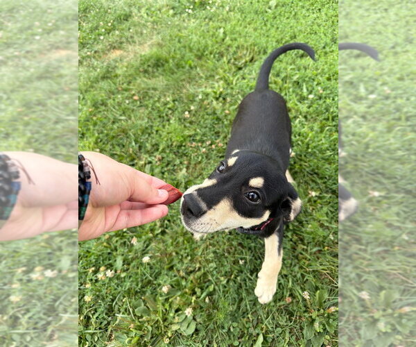 Medium Photo #4 Mutt Puppy For Sale in Pierceton , IN, USA