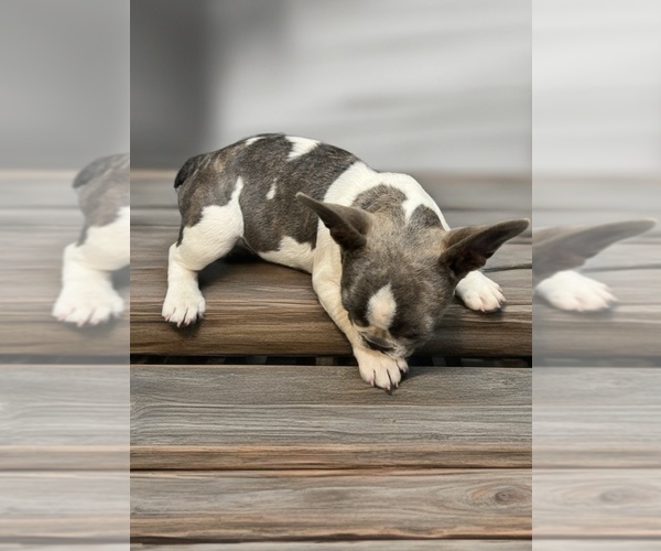 Medium Photo #5 French Bulldog Puppy For Sale in MILLVILLE, MN, USA