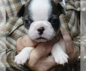 Medium Boston Terrier