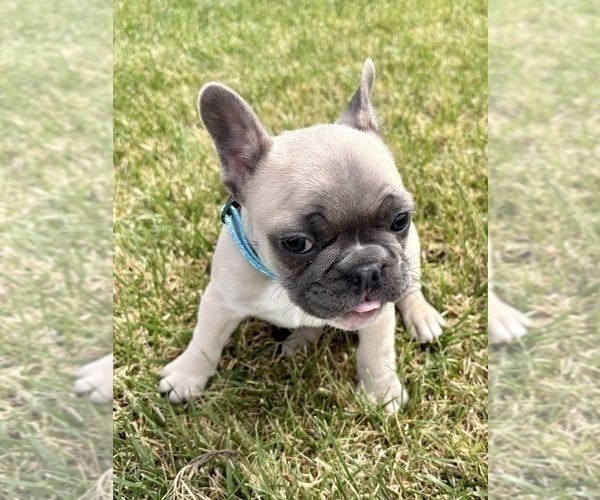 Medium Photo #10 French Bulldog Puppy For Sale in CANYON, TX, USA