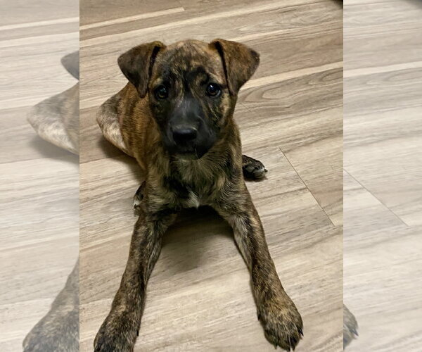 Medium Photo #9 American Pit Bull Terrier-Unknown Mix Puppy For Sale in Hillsboro, MO, USA