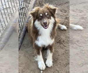 Father of the Miniature Australian Shepherd puppies born on 08/05/2025