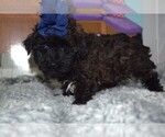 Small Photo #1 YorkiePoo Puppy For Sale in BARNESVILLE, KS, USA