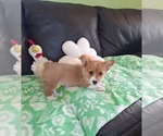 Small #19 Pembroke Welsh Corgi