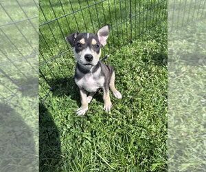Siberian Husky-Unknown Mix Dogs for adoption in Springdale, PA, USA
